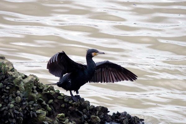  25 de noviembre de 2023: avistamiento de aves migratorias en Getxo