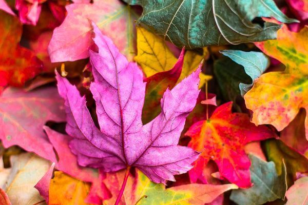  2 de diciembre de 2023: actividad en la naturaleza, taller de impresión de hojas