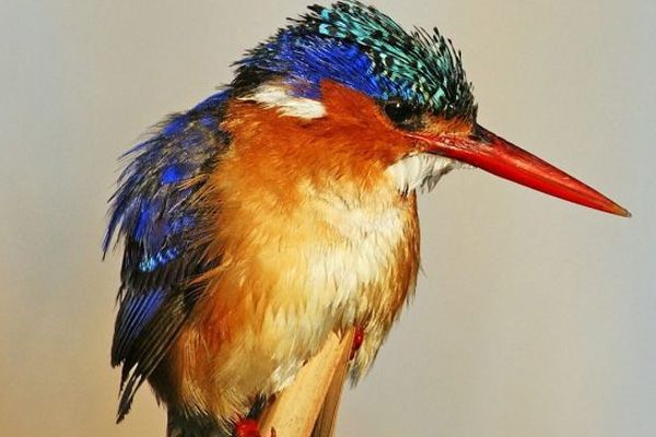  27 de diciembre de 2023: ¡identifica las aves marinas de Getxo!