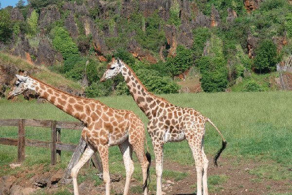  Cabárceno Park: family plan to feel like an explorer for a day