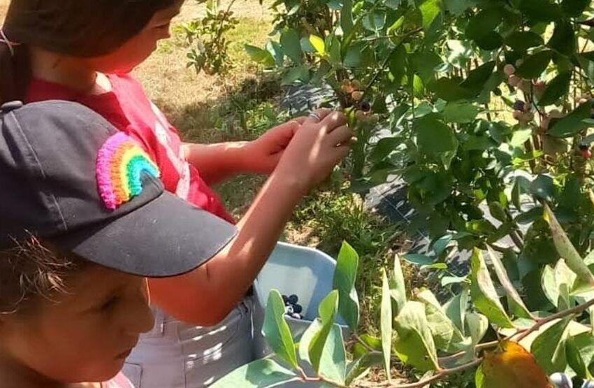  Taller agricultor por un día: recolección de arándanos en Galdames
