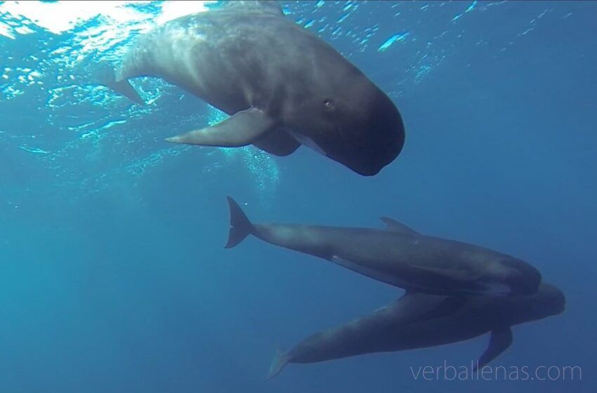  Whale and seabird watching in Santurtzi