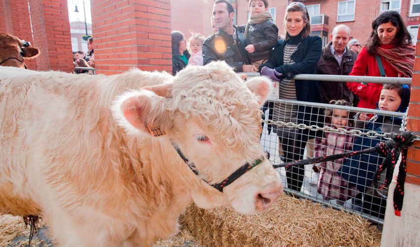  Feria agrícola y ganadera de Leioa 2024: exposición de animales y premio para la vaca más bonita