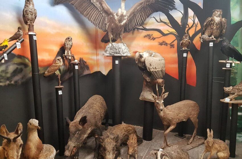 Discover the natural wealth of our planet at Hontza Museoa!