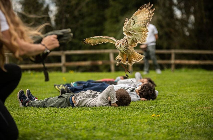  Cumpleaños únicos en Maruri-Jatabe con aves rapaces, animales de granja, reptiles e insectos