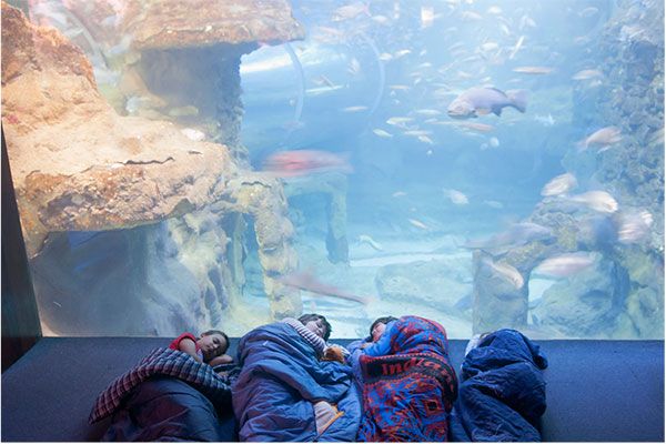  Durmiendo con peces en el Aquarium de San Sebastián: una noche inolvidable entre tiburones