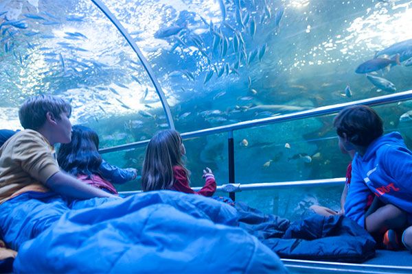 durmiendo con peces -actividad familiar - Aquarium San Sebastián