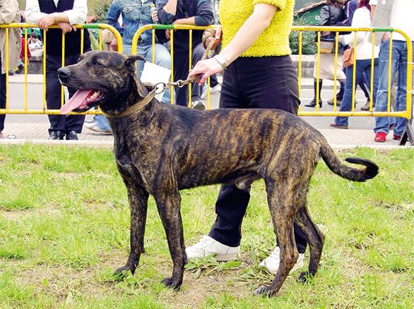  Trucíos celebra su I Feria Local de Ganadería y Agroalimentaria con concurso de perro Villano y exhibiciones de ordeño y esquileo